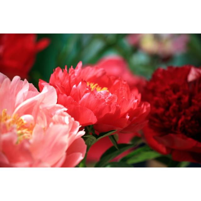 Red And Pink Peony Flowers by Aloha_17 - No Frame Print on Canvas 17 Stories Size: 51cm H x 76cm W on Productcaster.