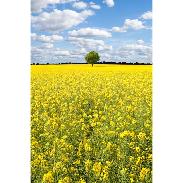 Oilseed Rape Canola Field by Deepblue4you - No Frame Art Prints on Canvas 17 Stories Size: 76cm H x 51cm W on Productcaster.