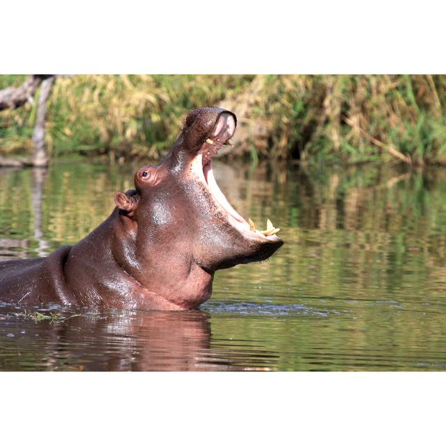 Hippopotamus In Kruger Park by Moonstone Images - Wrapped Canvas Art Prints Alpen Home Size: 51cm H x 76cm W on Productcaster.