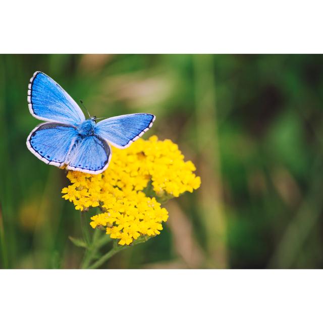 Colourful Butterfly - Wrapped Canvas Photograph 17 Stories Size: 51cm H x 76cm W on Productcaster.