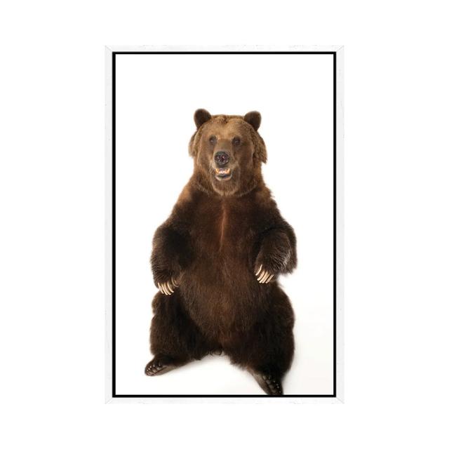 A Federally Threatened Grizzly Bear At Sedgwick County Zoo von Joel Sartore - Gallery-Wrapped Canvas Giclée on Canvas Union Rustic Größe: 66,04 cm H x on Productcaster.