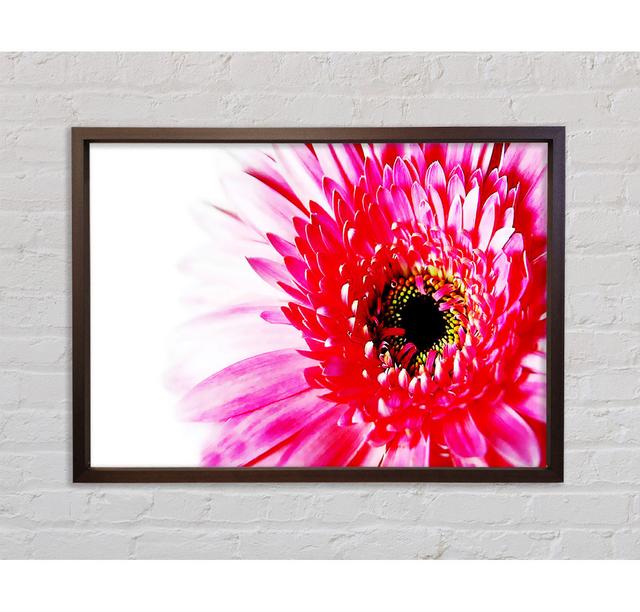 Stunning Pink Gerbera Petals - Print Latitude Run Format: Dark Grey Framed Canvas, Size: 59.7cm H x 84.1cm W x 3.3cm D on Productcaster.