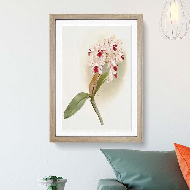 Magnolia Flowers Illustration Tab. 47 by Frederick Sander - Picture Frame Painting Print East Urban Home Size: 76cm H x 50cm W x 2cm D, Frame Option: on Productcaster.