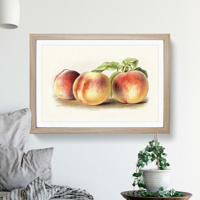 Vintage Illustration of Peaches - Picture Frame Painting Print East Urban Home Size: 40cm H x 60cm W x 2cm D, Frame Option: Oak on Productcaster.