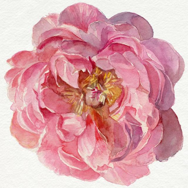 Blossomed Peony II by Jennifer Paxton Parker - Wrapped Canvas Painting Rosalind Wheeler Size: 91cm H x 91cm W on Productcaster.