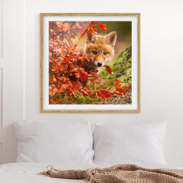 Fox in Fall - Picture Frame Photograph on Paper East Urban Home Frame Options: Natural oak, Size: 70cm H x 70cm W on Productcaster.