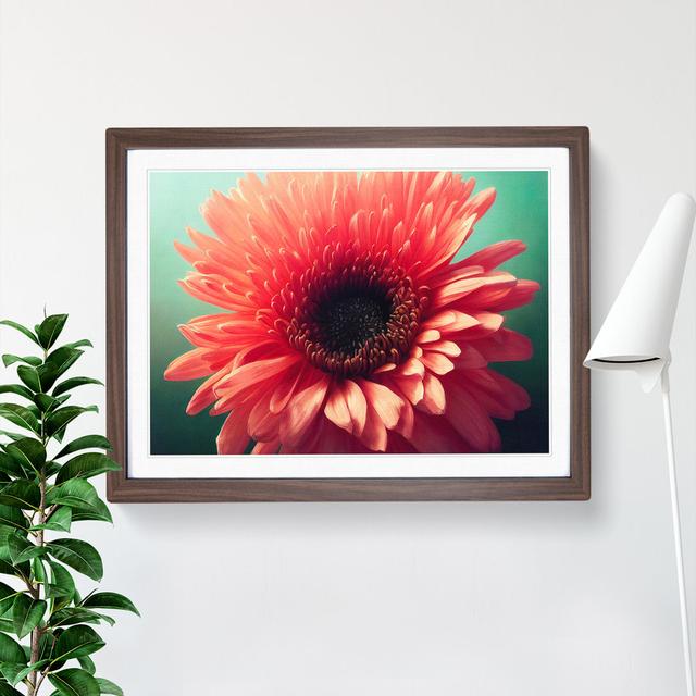 Striking Chrysanthemum Flower - Picture Frame Photograph 17 Stories Size: 46cm H x 64cm W x 2cm D, Frame Colour: Walnut Framed on Productcaster.