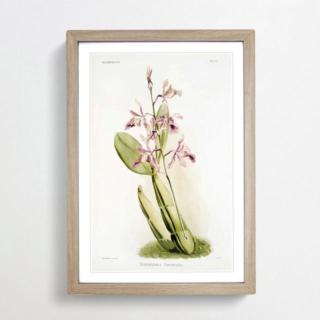 Magnolia Flowers Illustration Tab. 59 by Frederick Sander - Picture Frame Painting Print East Urban Home Frame Option: Oak, Size: 91cm H x 60cm W x 2c on Productcaster.