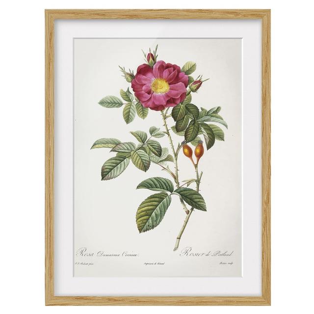 Portland Rose - Picture Frame Graphic Art Mercer41 Size: 70cm H x 50cm W x 2cm D, Framed Option: Brown Framed on Productcaster.