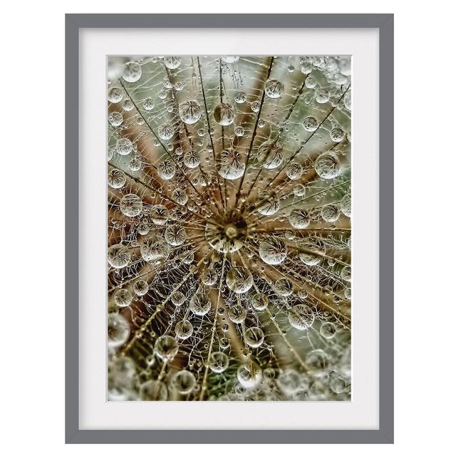 Dandelion in Autumn Framed Photographic Print East Urban Home Frame Options: Matt grey, Size: 70cm H x 50cm W on Productcaster.