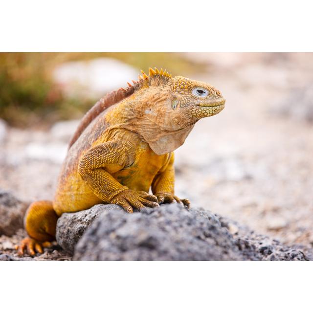 Land Iguana by Shalamov - Wrapped Canvas Photograph Pergo Classics Size: 51cm H x 76cm W on Productcaster.