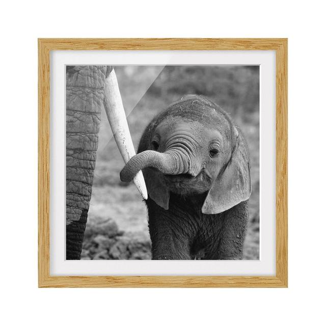 'Baby Elephant' Framed Photographic Print East Urban Home Size: 50cm H x 50cm W, Rahmenoptionen: Natural oak on Productcaster.