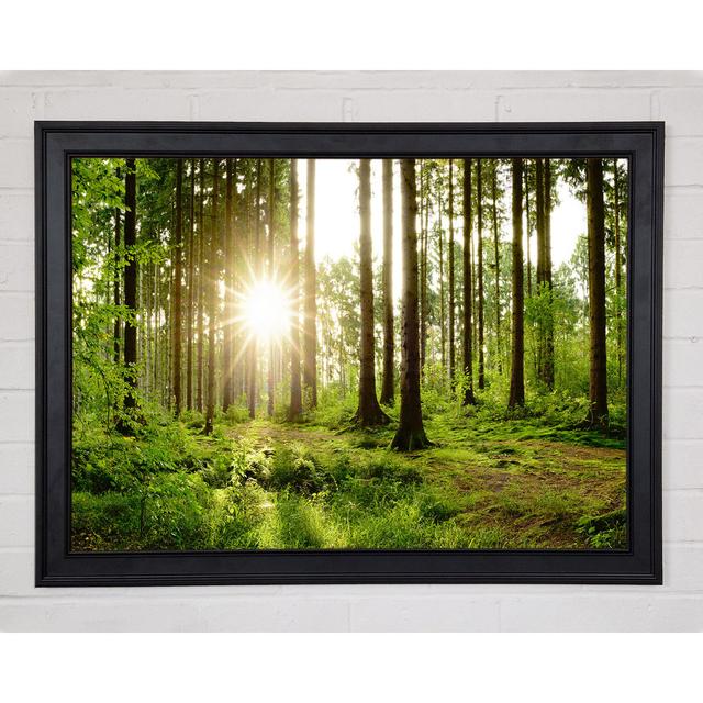 Sunshine in the Woodlands Union Rustic Size: 29.7cm H x 42cm W x 1.5cm D, Format: Matte Black Framed Paper on Productcaster.