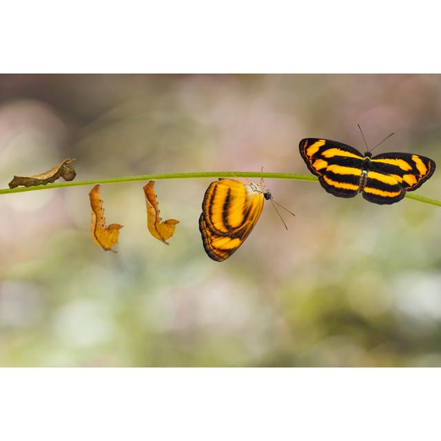 Common Lascar Butterfly by Mathisa_S - Wrapped Canvas Photograph Latitude Run Size: 61cm H x 91cm W on Productcaster.