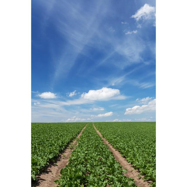 Field with Sugar Beets by Skystorm - Wrapped Canvas Art Prints 17 Stories Size: 122cm H x 81cm W 3.8cm D on Productcaster.