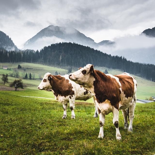 Wild Cows In The Alps by Franckreporter - No Frame Art Prints on Canvas Brambly Cottage Size: 51cm H x 51cm W on Productcaster.