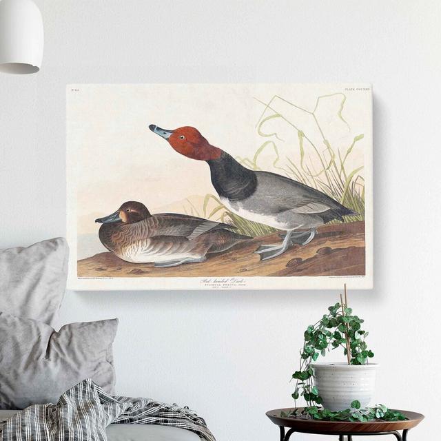 Duck by John Audubon - Wrapped Canvas Painting Print East Urban Home Size: 40cm H x 60cm W x 3cm D on Productcaster.