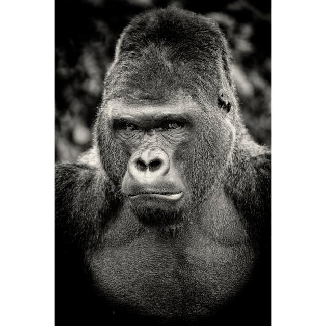 Black And White Portrait Of Angry Silverback Gorilla by RelaxFoto.de - No Frame Art Prints on Canvas Latitude Run Size: 91cm H x 61cm W on Productcaster.