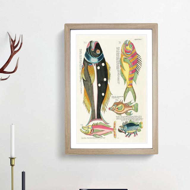 East Indies Fish Illustrations Septieme by Louis Renard - Picture Frame Graphic Art Print East Urban Home Size: 36cm H x 27cm W x 2cm D, Frame Option: on Productcaster.