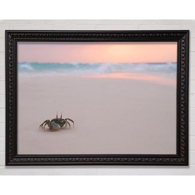 Crab On Beach Framed Print Bright Star Size: 29.7cm H x 42cm W on Productcaster.