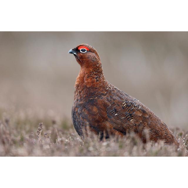 Red Grouse, Lagopus Lagopuss Scoticus - Wrapped Canvas Photograph August Grove Size: 30cm H x 46cm W x 3.8cm D on Productcaster.