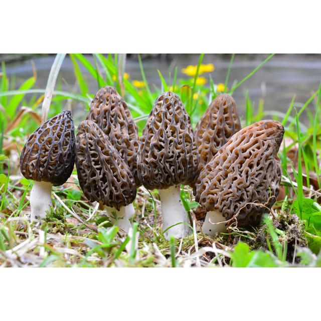 Morels By A Stream by Fotoco-istock - Wrapped Canvas Print Brambly Cottage Size: 51cm H x 76cm W on Productcaster.