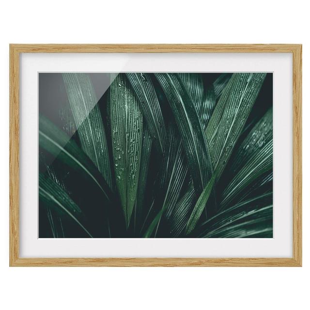 Green Palm Leaves Framed Print East Urban Home Frame Options: Natural oak wood, Size: 50cm H x 70cm W on Productcaster.