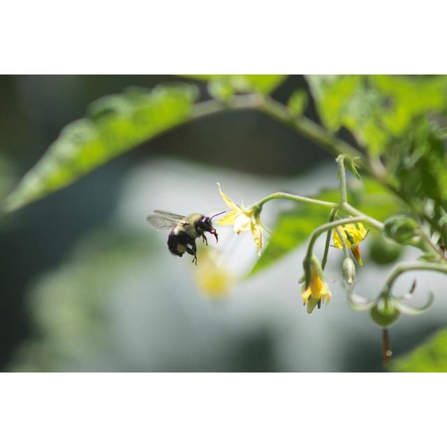 Bee Pollinating Tomatoes August Grove Size: 30cm H x 46cm W x 3.8cm D on Productcaster.