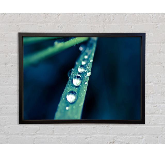 Grass Dew Macro - Single Picture Frame Art Prints on Canvas Bright Star Size: 84.1cm H x 118.9cm W x 3.3cm D on Productcaster.