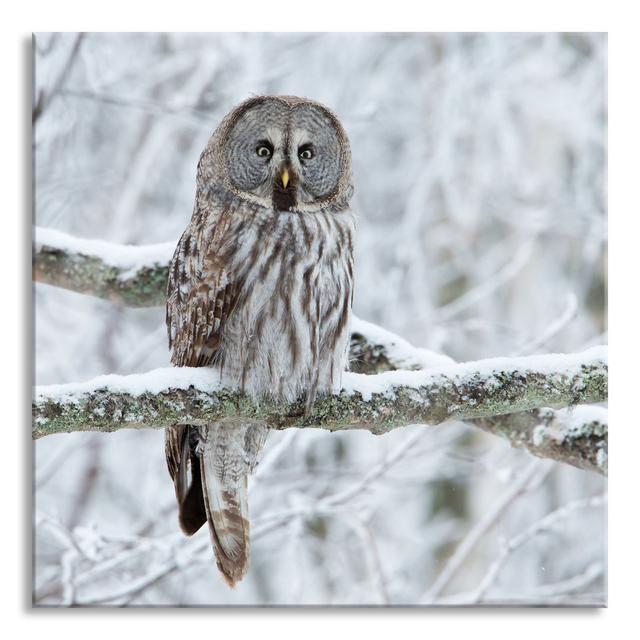 Owl On Branch - No Frame Print on Glass Union Rustic Size: 60cm H x 60cm W x 0.4cm D on Productcaster.