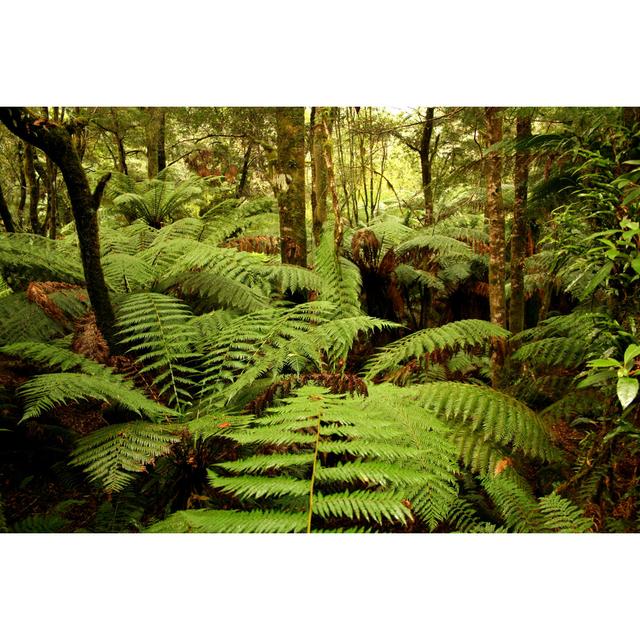 Dones Tarkine - Wrapped Canvas Photograph Alpen Home Size: 30cm H x 46cm W x 3.8cm D on Productcaster.