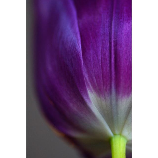 Georgeson Purple Tulip - Wrapped Canvas Photograph Latitude Run Size: 122cm H x 81cm W x 3.8cm D on Productcaster.