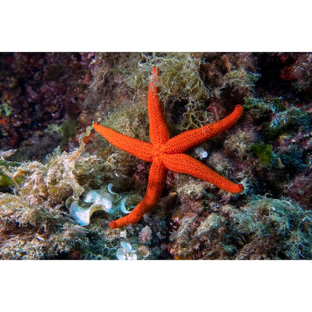 Mediterranean Red Sea Star (Echinaster Sepositus) by Rob Atherton - Wrapped Canvas Photograph House of Hampton Size: 51cm H x 76cm W on Productcaster.