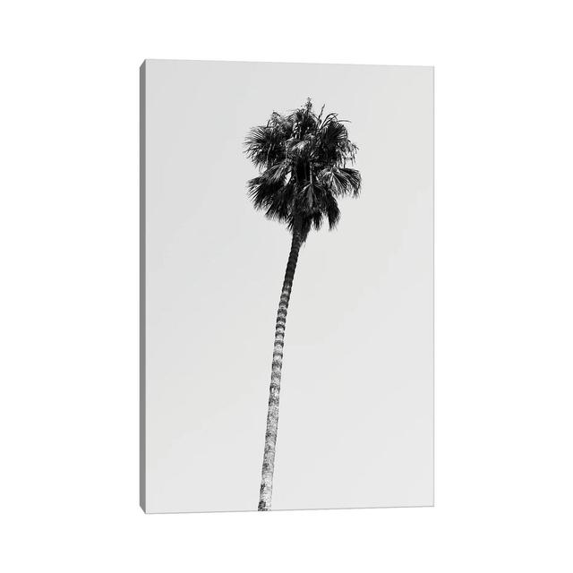 Hollywood Palm Tree by Philippe Hugonnard - Wrapped Canvas Photograph on Canvas Bay Isle Home Size: 30.48cm H x 20.32cm W x 1.91cm D on Productcaster.