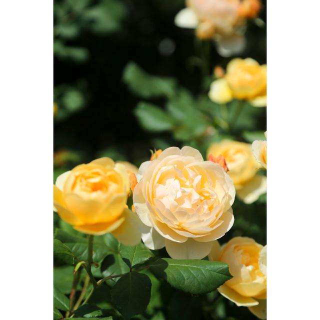 Darbydale Rose Garden - Wrapped Canvas Photograph Fairmont Park Size: 46cm H x 30cm W x 3.8cm D on Productcaster.