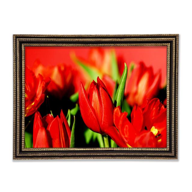 Tulips In Sunlight - Single Picture Frame Print Brayden Studio Size: 84.1cm H x 118.9cm W x 3cm D, Format: Rembrandt Black/Gold Framed Paper on Productcaster.