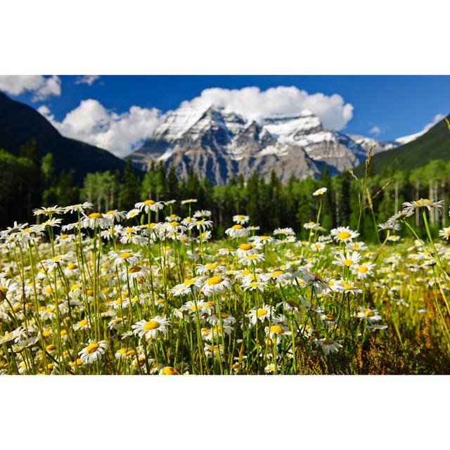 Chepachet Daisies At Mount Robson by Elenathewise - Wrapped Canvas Print Alpen Home Size: 81cm H x 122cm W x 3.8cm D on Productcaster.