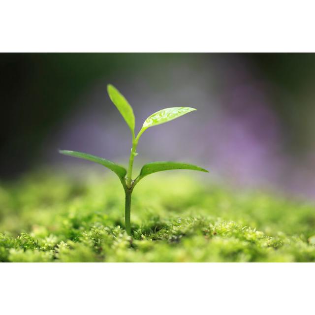 Sprout in the Forest - Wrapped Canvas Photograph 17 Stories Size: 30cm H x 46cm W on Productcaster.