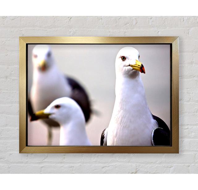 Curious Seagull - Picture Frame Art Prints Bright Star Size: 59.7cm H x 84.1cm W on Productcaster.