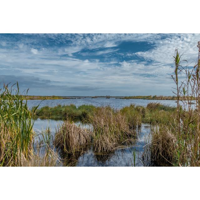 Louisiana Marsh von Entropyd - Drucken 17 Stories Größe: 120 cm H x 80 cm B on Productcaster.