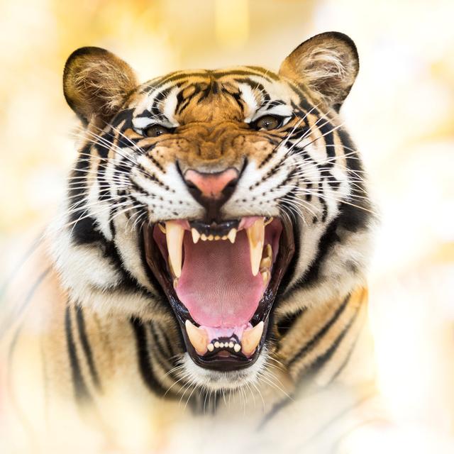 Growl Siberian Tiger - Wrapped Canvas Photograph Latitude Run Size: 76cm H x 76cm W x 3.8cm D on Productcaster.