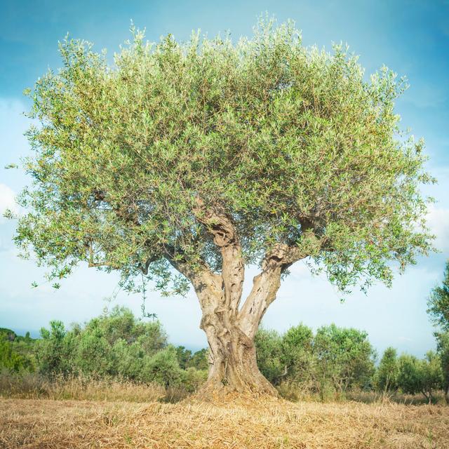 Olive Tree by RinoCdZ - Wrapped Canvas Print 17 Stories Size: 91cm H x 91cm W x 3.8cm D on Productcaster.