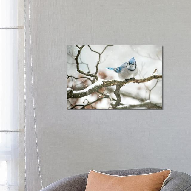 Cold Jay by David Gardiner - Print on Canvas Ebern Designs Format: Wrapped Canvas on Productcaster.