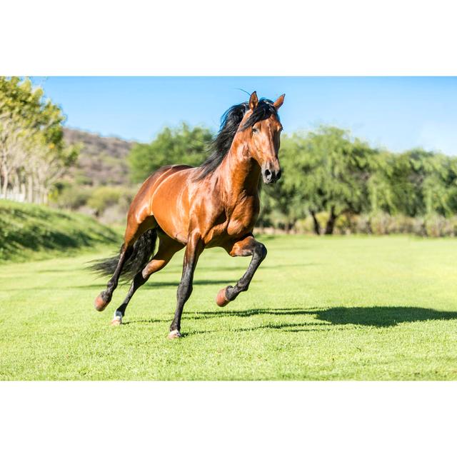 Thoroughbred Wild Horse, Running Free in the Field - Wrapped Canvas Photograph August Grove Size: 61cm H x 91cm W on Productcaster.