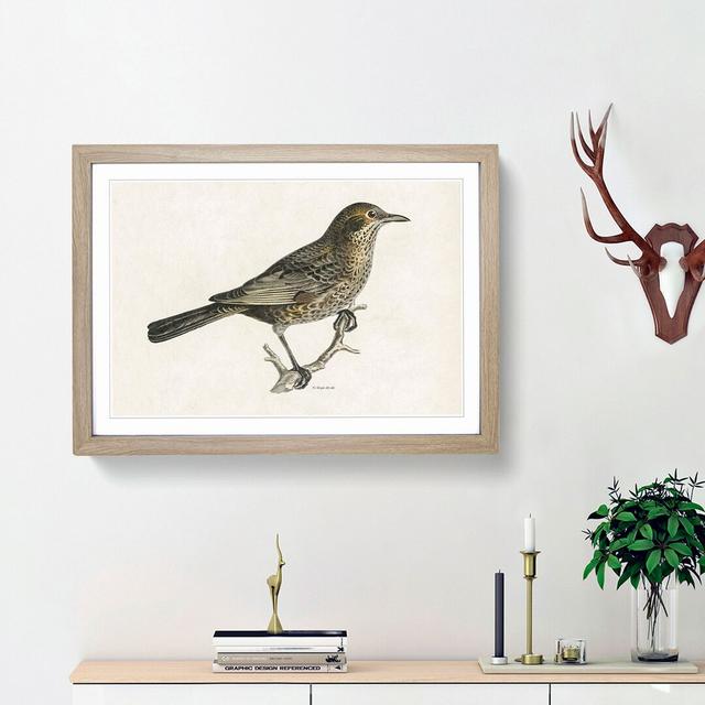 Blackbird by Von Wright - Picture Frame Art Print East Urban Home Size: 36cm H x 48cm W x 2cm D, Frame Option: Oak Framed on Productcaster.