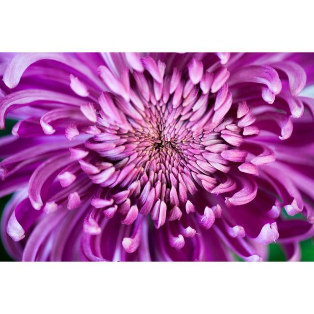 Purple Chrysanthemum Blooming - Wrapped Canvas Print Latitude Run Size: 81cm H x 122cm W on Productcaster.