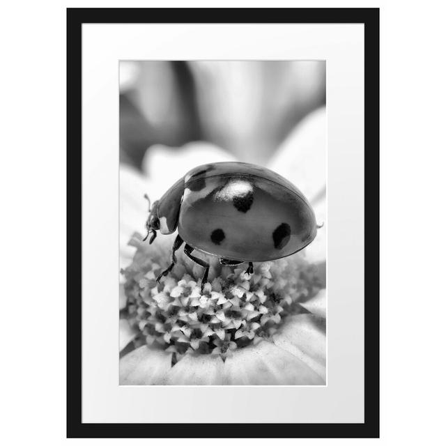 Marienkäfer auf einem Gänseblümchen Gerahmter Fotodruck Poster East Urban Home Größe: 55 cm H x 40 cm B x 2,5 cm T, Farbe: Schwarz/Weiß on Productcaster.