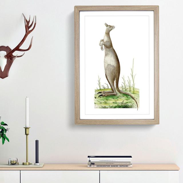 Great Kangaroo by George Shaw - Picture Frame Painting Print East Urban Home Frame Option: Oak Framed, Size: 48cm H x 36cm W x 2cm D on Productcaster.