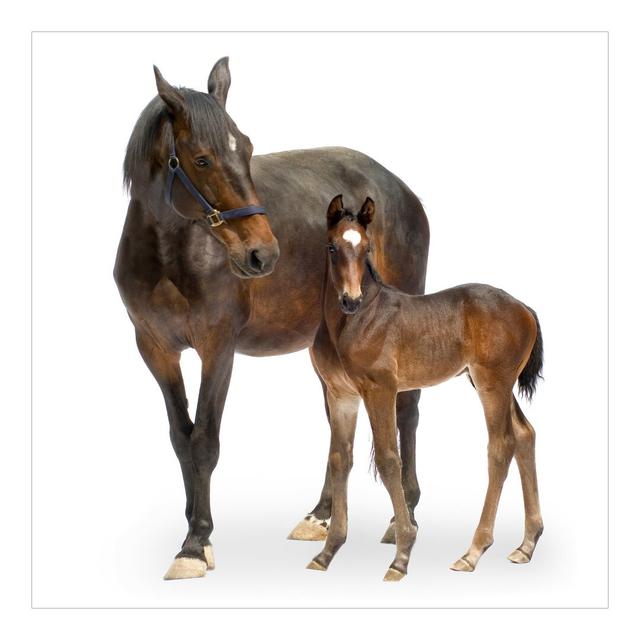 Trakehner Mare and Foal Semi-Gloss Wallpaper Roll East Urban Home Size: 1.92m x 192cm on Productcaster.