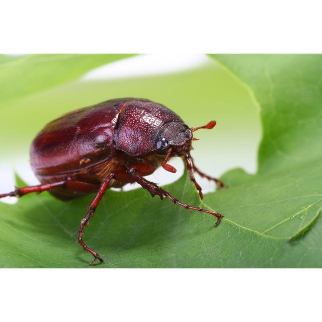 June Bug On Green Leaf by Peterkozikowski - Drucken Brambly Cottage Größe: 40 cm H x 60 cm B x 1,8 cm T on Productcaster.